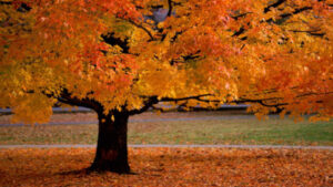 Autumn Colors