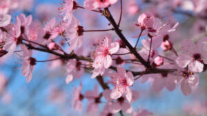 Spring Frolic